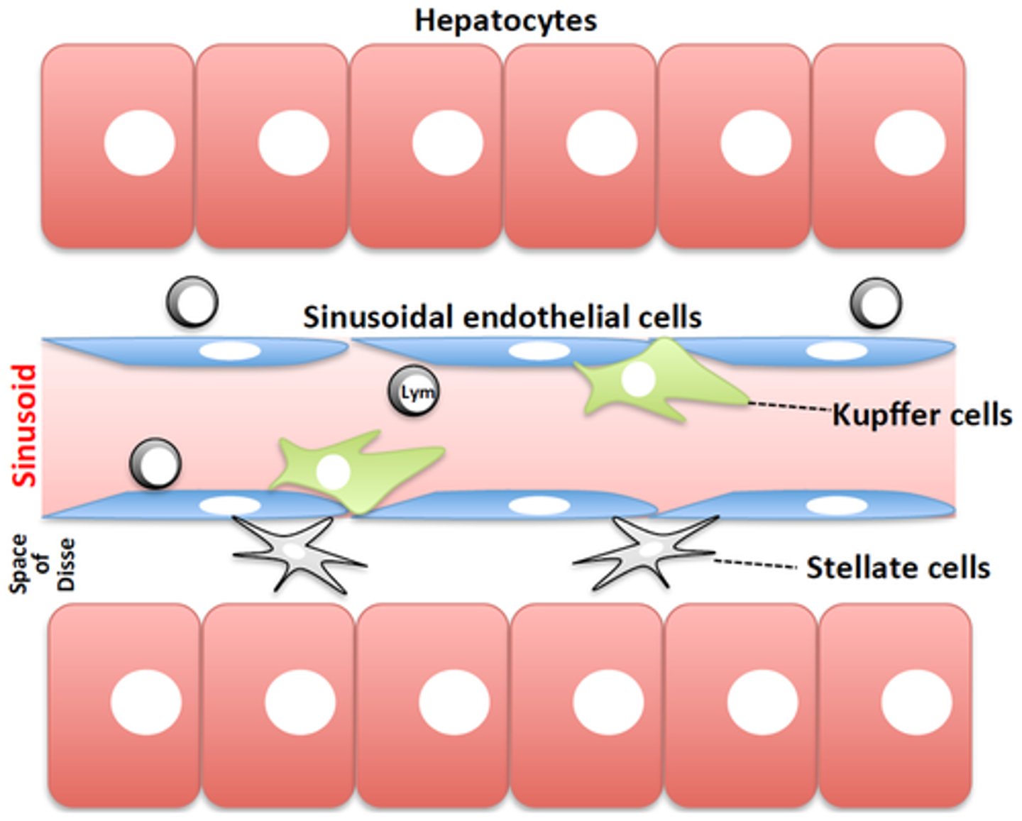 <p>1. remove debris</p><p>2. remove old erythrocytes</p><p>3. remove cellular fragments from the bloodstream</p>
