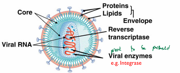 <ul><li><p>Spherical, enveloped particles</p></li><li><p>icosahedral or conical capsids</p></li><li><p>contains reverse transcriptase intrase within capsid (<strong>required; needs to be packaged)</strong></p></li></ul><p></p>