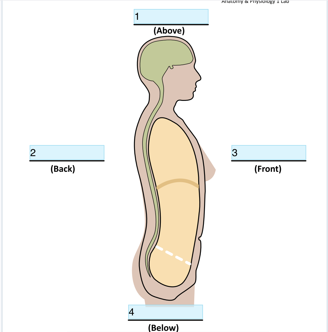 <p>&nbsp;Identify Directional term In 1</p>
