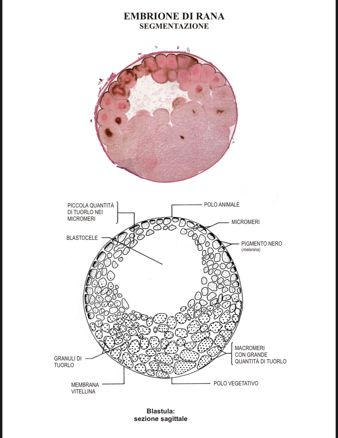 <p>Segmentazione rana 2</p>