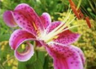 <p>Petals free from base to tip.</p>