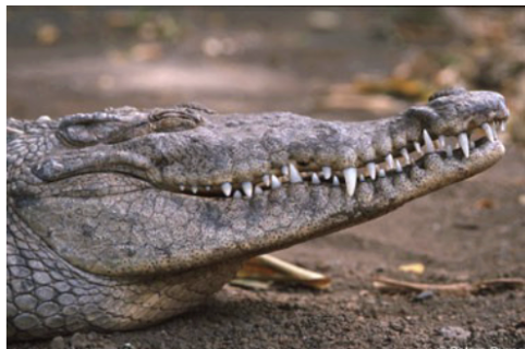 <p>American crocodile</p>