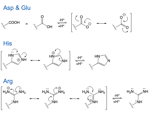 <ul><li><p>Asp and Glu</p></li><li><p>His</p></li><li><p>Arg</p></li></ul><p></p>