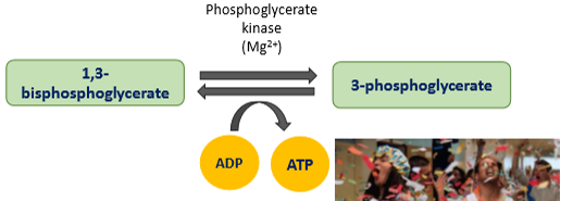 <ul><li><p>1,3-biphosphoglycerate is converted to 3-phosphoglycerate</p></li><li><p>- only kinase in glycolysis that is reversible </p></li><li><p>ATP is formed in substrate level phosphorylation</p></li></ul><p></p>