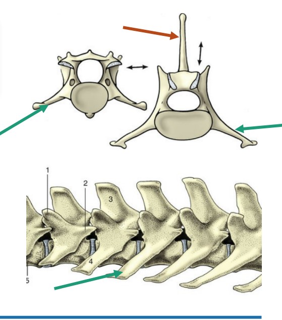 Dorsal projection off of vertebral arch

*orange*