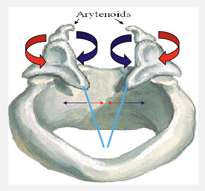 <ul><li><p>rotation inwards i.e. adduction » closes vocal folds</p></li><li><p>rotation outwards i.e. abduction » opens vocal folds</p></li></ul><p></p>