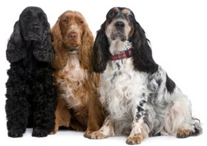 <p>Cocker spaniel</p>