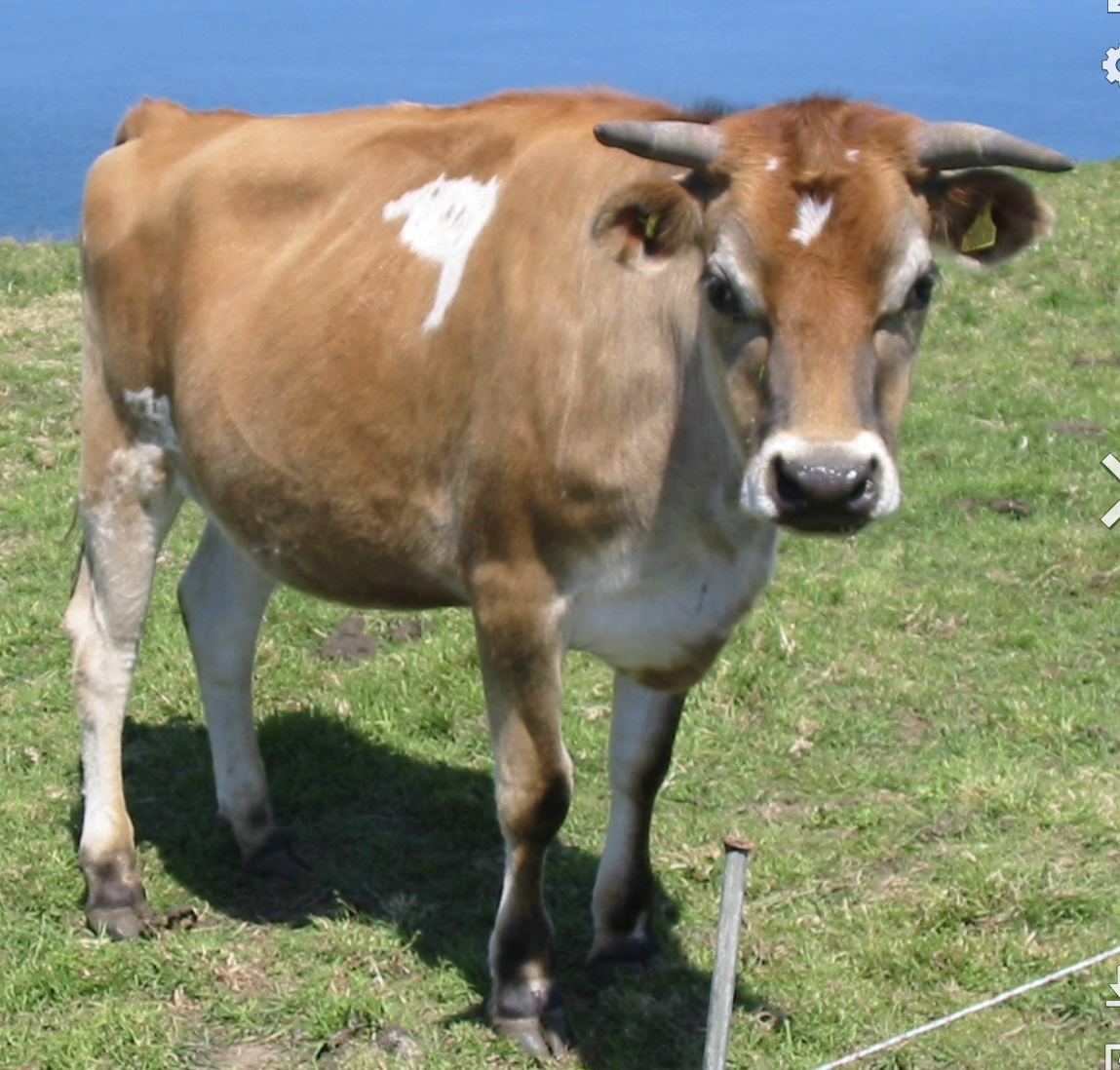<p>-introduced in 1829</p><p>-found in all states, territories</p><p>-second most common breed in Aus </p><p>-fawn, pale gold to dark tan</p><p>-smallest of all dairy cows </p><p>-horned</p><p>-used for cross breeding</p><p>-very fatty milk </p>