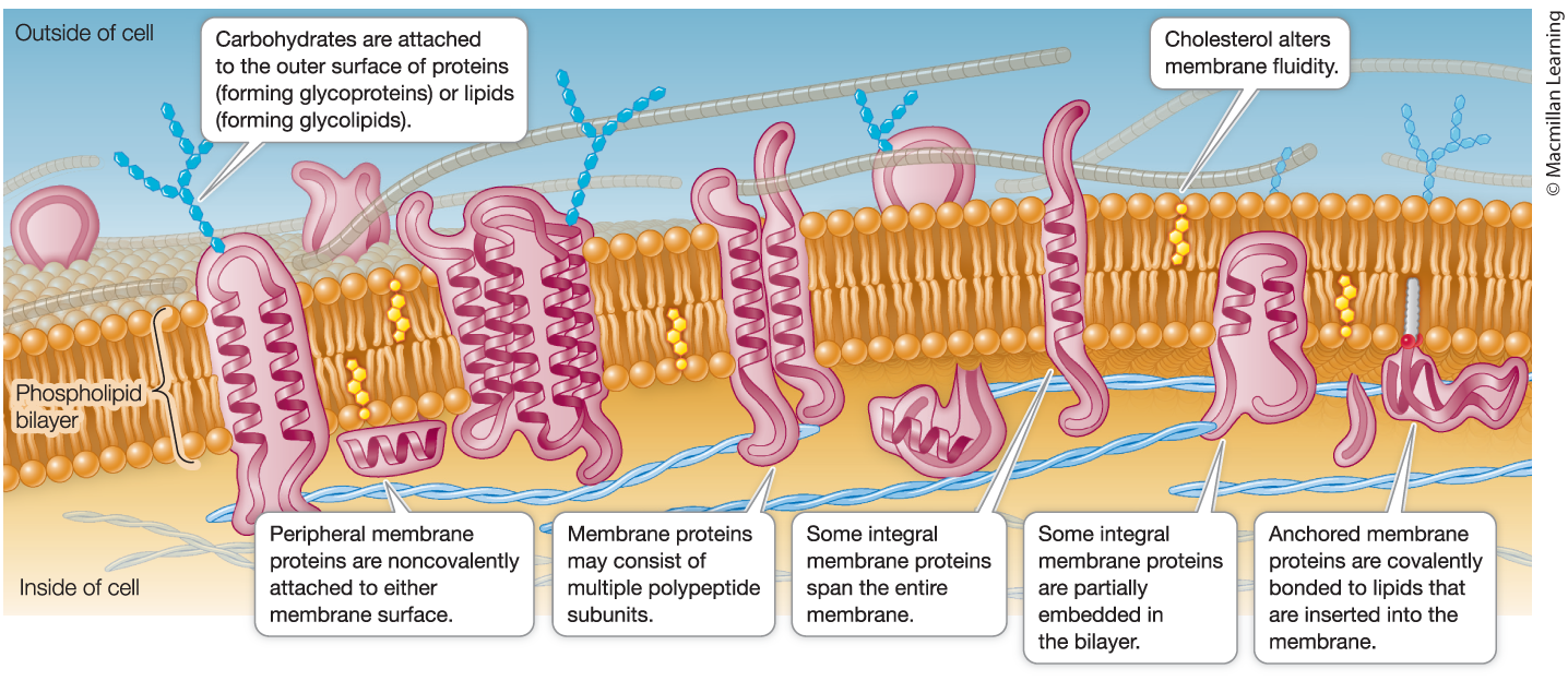 <ul><li><p>8nm thick</p></li><li><p>fluid mosaic model</p></li><li><p>dynamic strucutres - remodel constantly</p></li><li><p>differ in molecular composition across organelles, structures, organisms</p></li><li><p>asymmetrical - outer and inner layer differ in composition</p></li></ul><p></p>