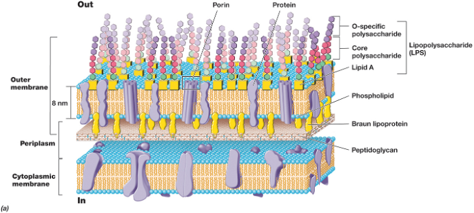 
1. consist of a thin layer of peptidoglycan surrounded by an __outer membrane__
2. __outer membrane composed of lipids, lipoproteins, and lipopolysaccharide (LPS)__

   
   1. __no teichoic acids__
   2. peptidoglycan (up to 10% of cell wall)
   3. periplasm (may constitute 20–40% of cell volume) (many enzymes present)
3. outer membrane - lies outside of the thin peptidoglycan layer

   
   1. porins = channels through which small, hydrophilic molecules (like sugars) can pass
4. Braun’s lipoproteins - connect outer membrane to peptidoglycan
5. Lipopolysaccharide (LPS) 