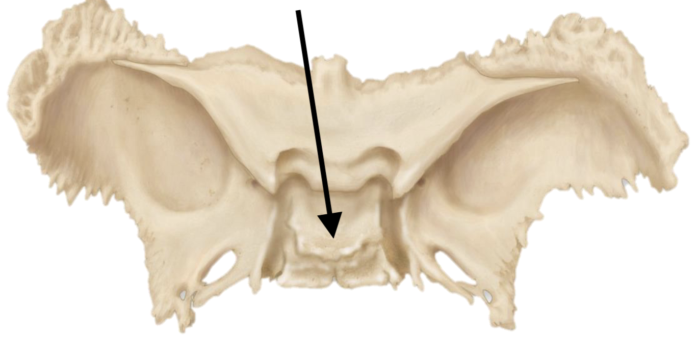 <p>Name the bone marking</p>