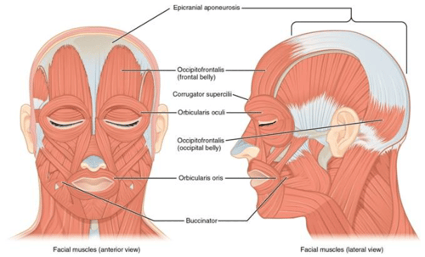 <p>- Frontalis</p><p>- Orbicularis oculi</p><p>- Zygomaticus minor</p><p>- Zygomaticus major</p><p>- Orbicularis oris</p><p>- Mentalis</p>