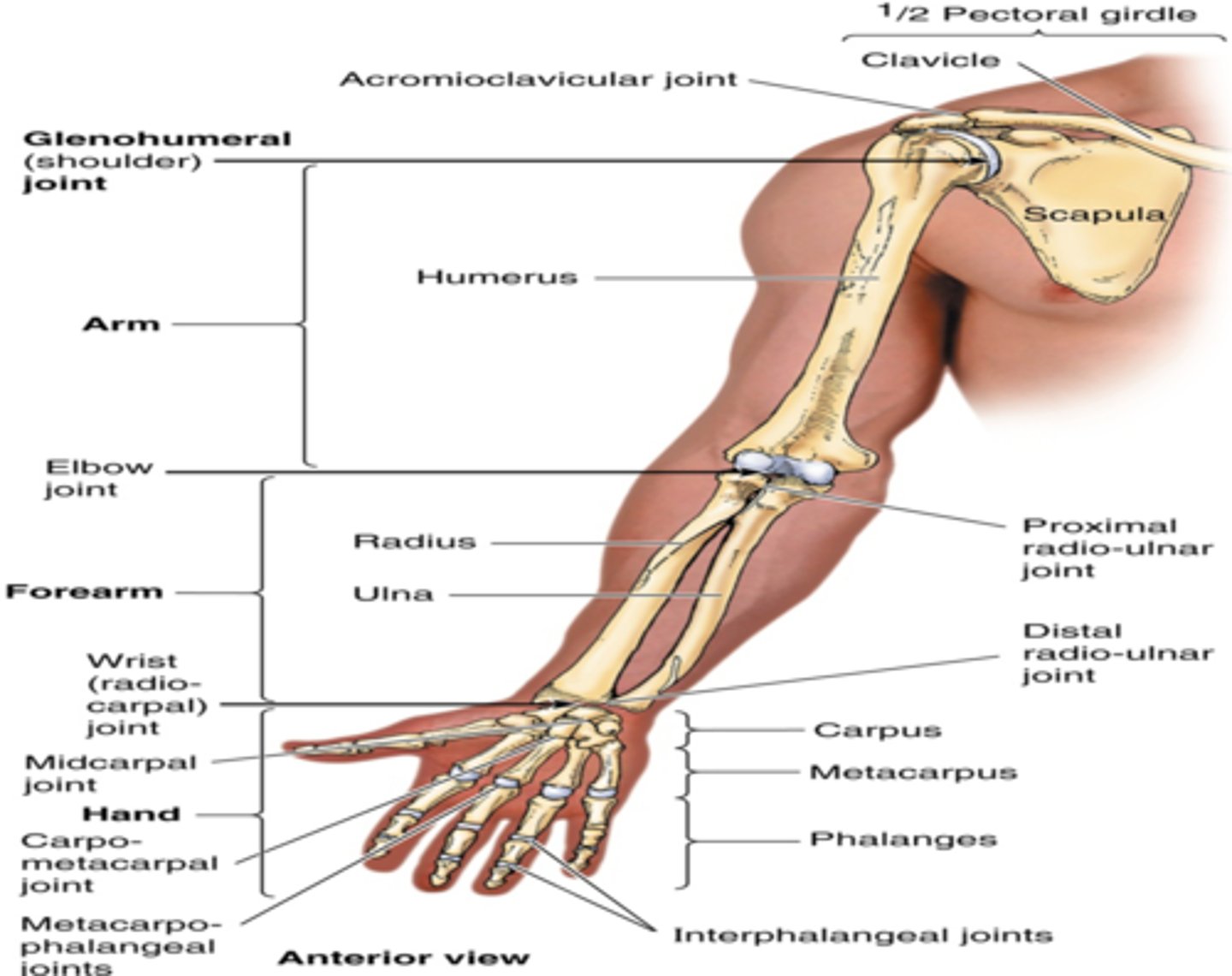 <p>-Most distal segment of the UL</p>