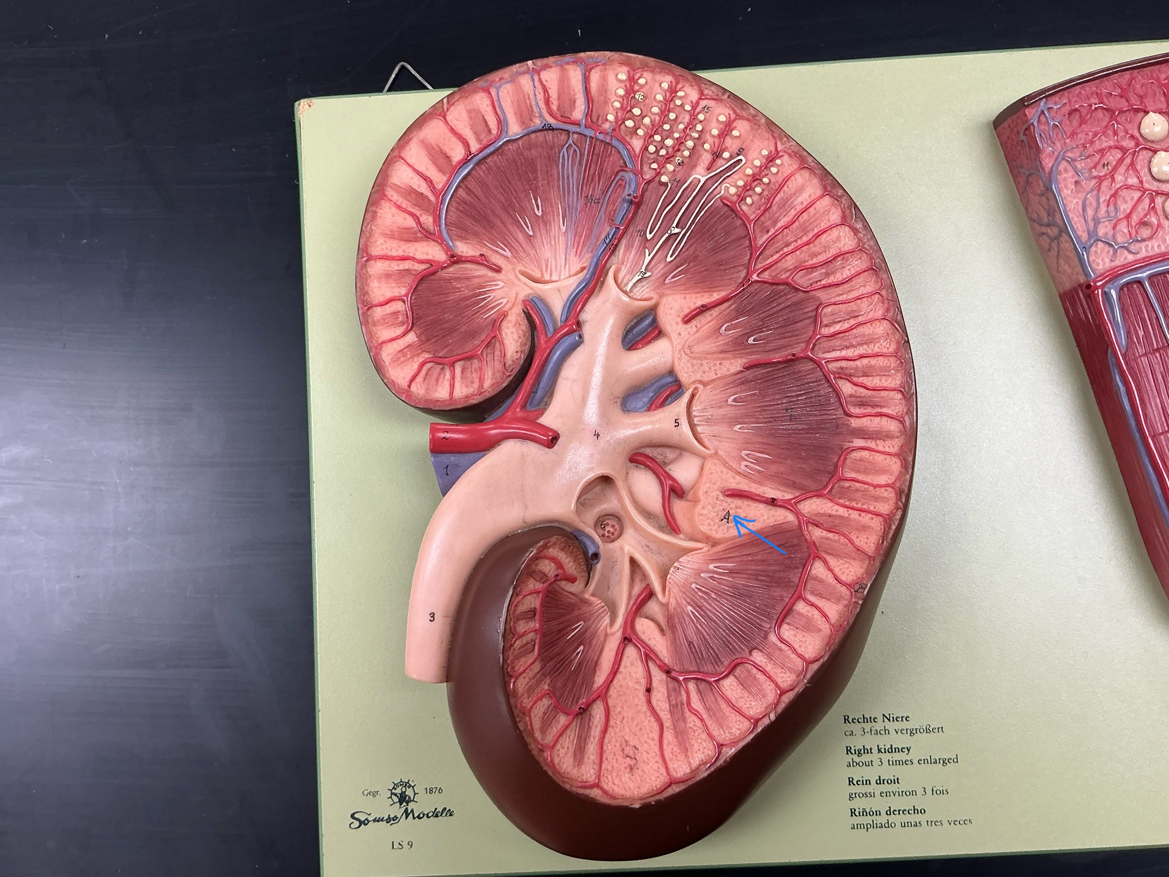 <p>Name the layer of the kidney</p>