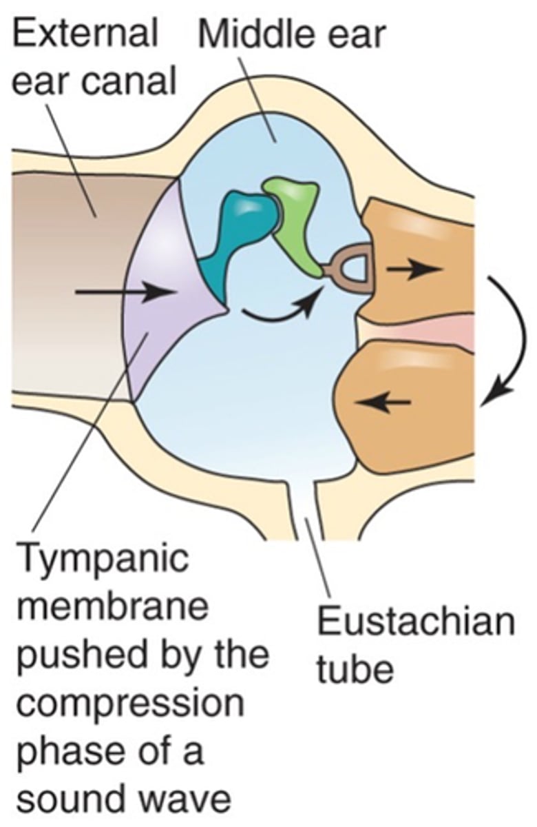 <p>What does the round window (another part of the cochlea) do?</p>