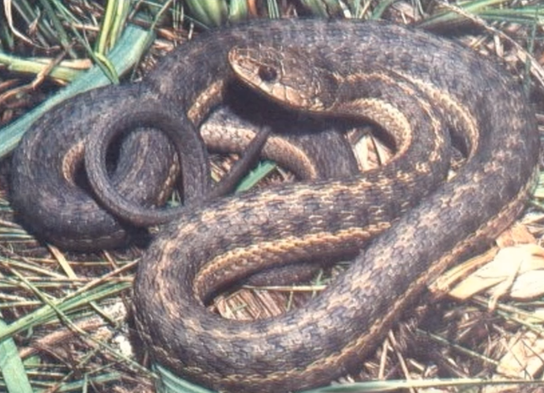 Western terrestrial garter snake
