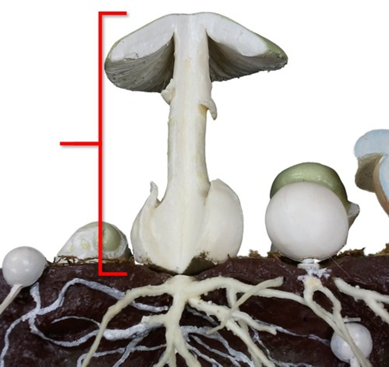 <p>fruiting body of basidiomycetes</p>