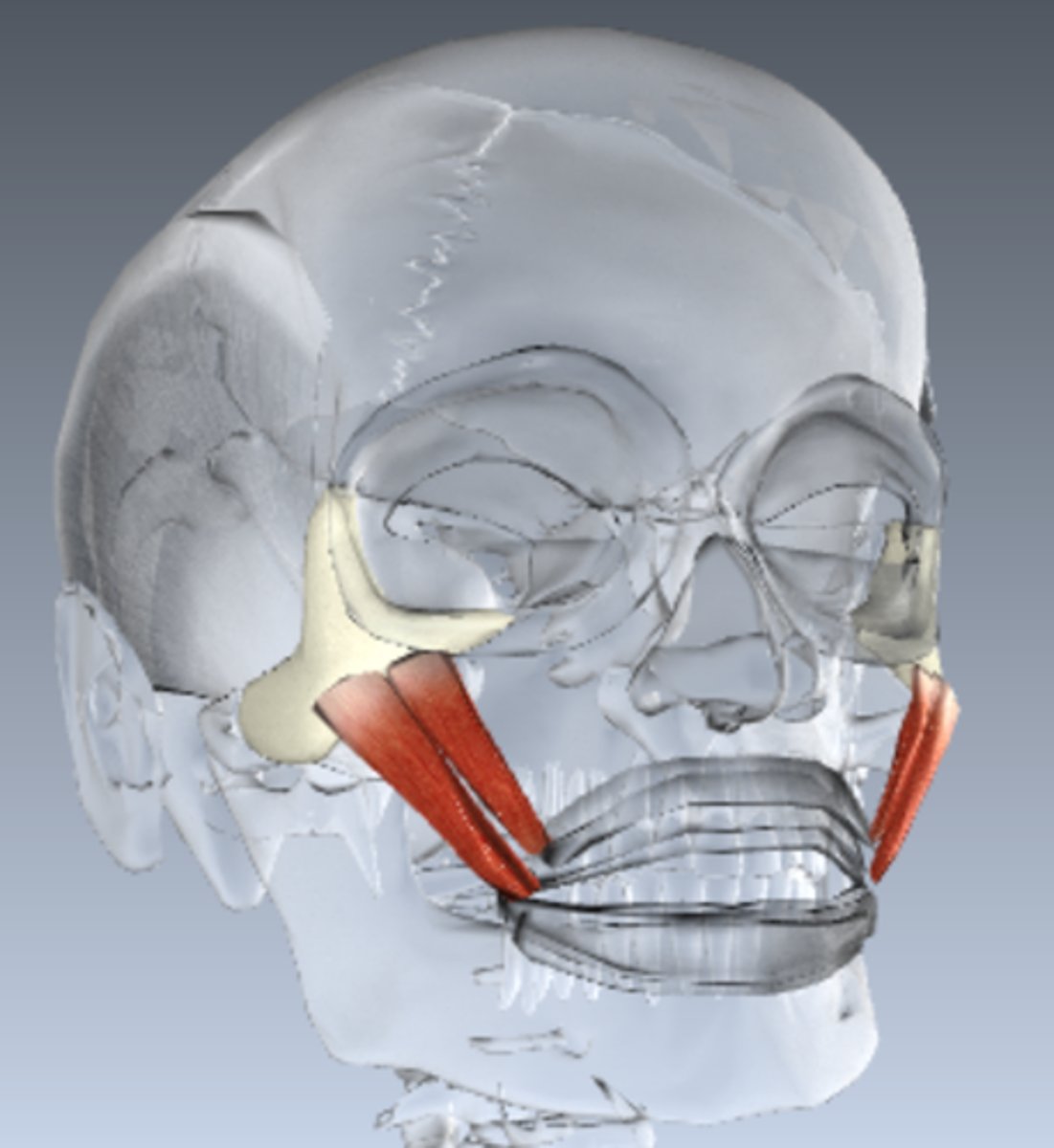<p>Muscle that controls smiling</p><p>Face muscles</p>
