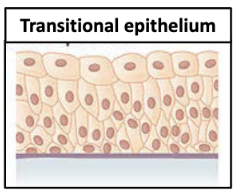 <p>Apical cells dome-shaped when relaxed and flattened when stretched</p>