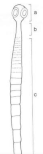 <p>The anatomy of class cestoda</p><ul><li><p>body is covered by?</p></li><li><p>regions?</p></li><li><p>attachment organs?</p></li></ul><p></p>