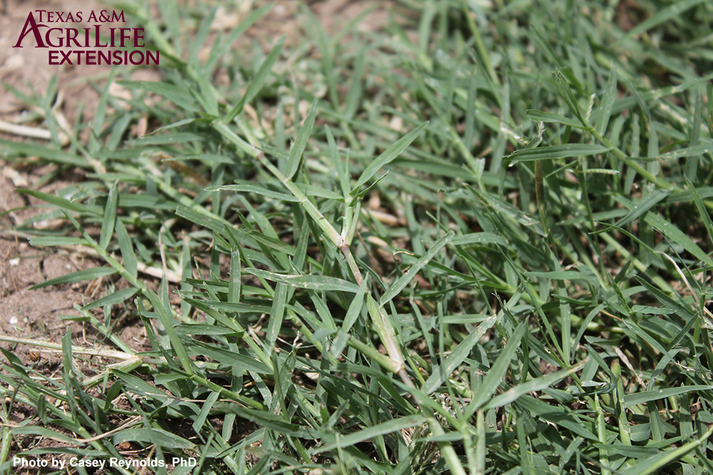Bermudagrass