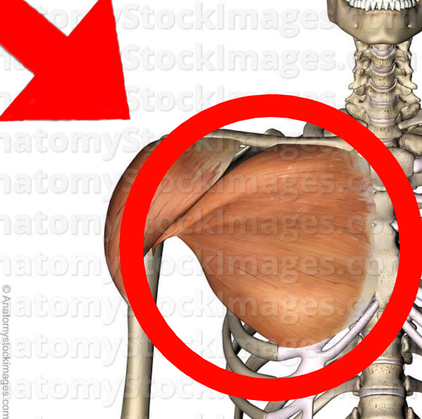 <p>Welke spier is hier aangeduid</p>