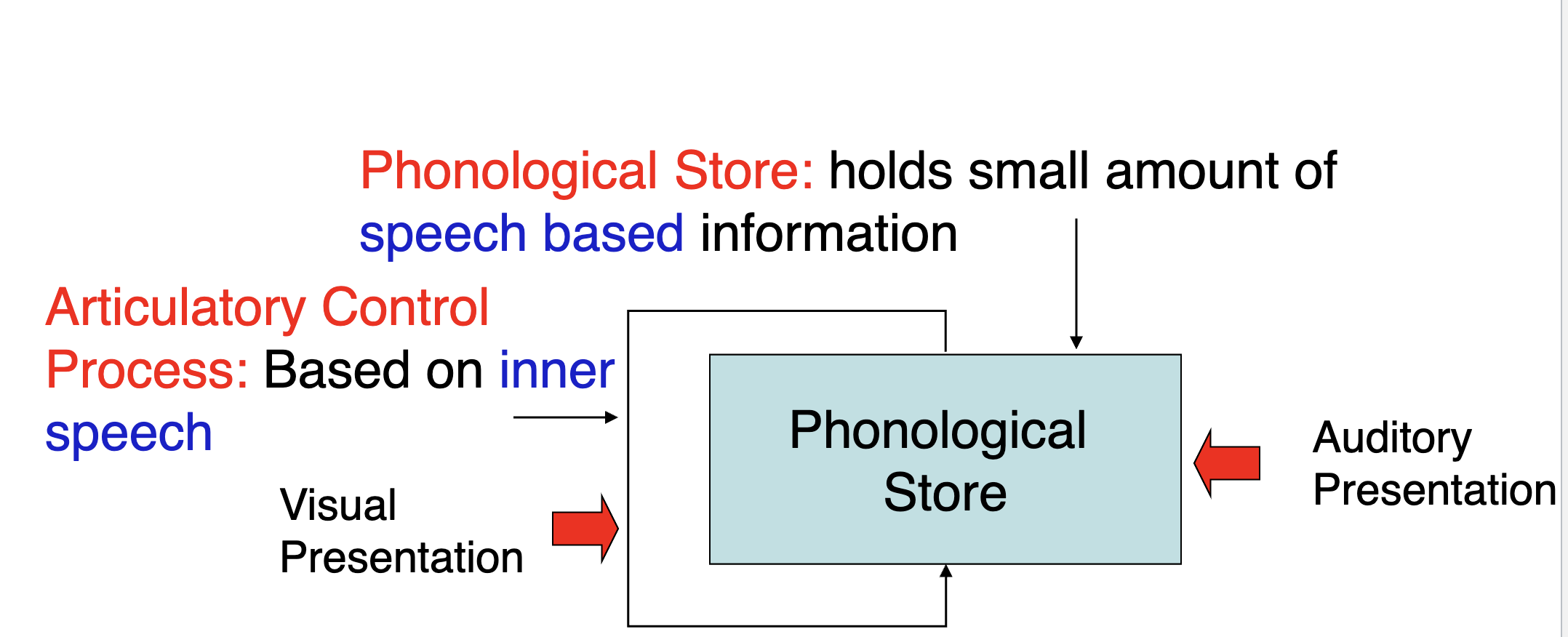 <p>two main components, phonological store and articulatory control processes. </p>