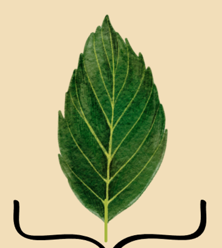 <p>labeling of the simple leaf </p>