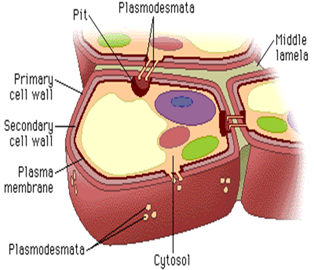 **SECONDARY CELL WALL**