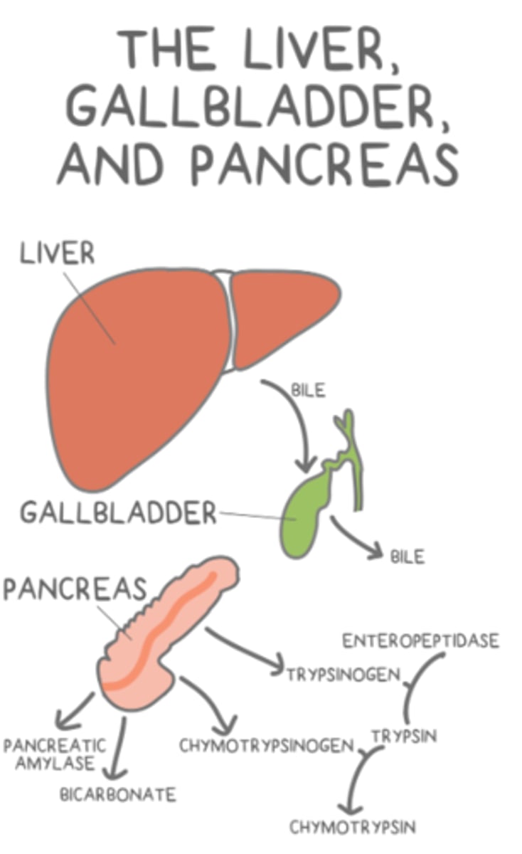 <p>pancreas</p>
