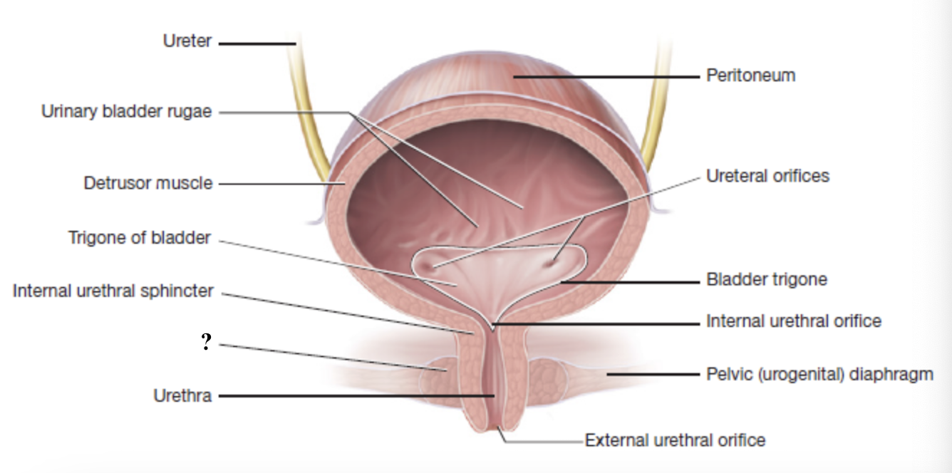 <p>voluntary control, made of skeletal muscle</p><ul><li><p>part of the levator ani muscle group </p></li></ul><p></p>