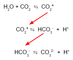 <p>Of the three main inorganic carbon chemicals, which concentration is the most important to us?</p>
