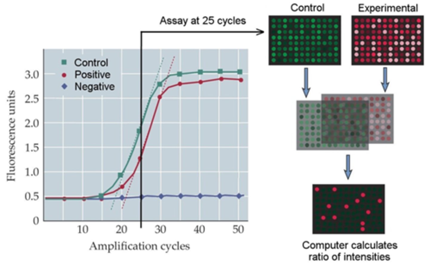 <p>quantitative version of regular PCR; aka real time PCR</p><p>- enables determination of the starting number of DNA copies in a sample</p><p>- the amount of product is monitored at each cycle in 'real time'</p><p>- ex. probes: SYBR green, TaqMan</p>