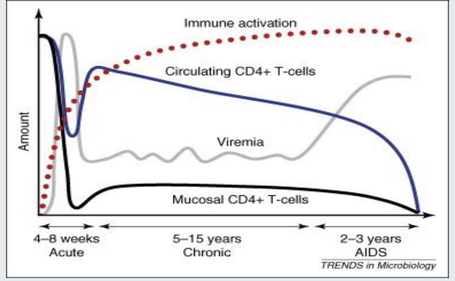 <ul><li><p>acute - 2-4weeks - HIV spreads throughout the body - attacks CD4 cells - highly contagious </p></li><li><p>chronic/clinical latency stage - may show no symptoms - antibodies detected - <em>low risk of transmission if taking antiretrovirals </em></p></li><li><p>AIDS - CD4 depleted -<strong> CD4 count of less than 200c/ml</strong></p></li></ul><p></p>