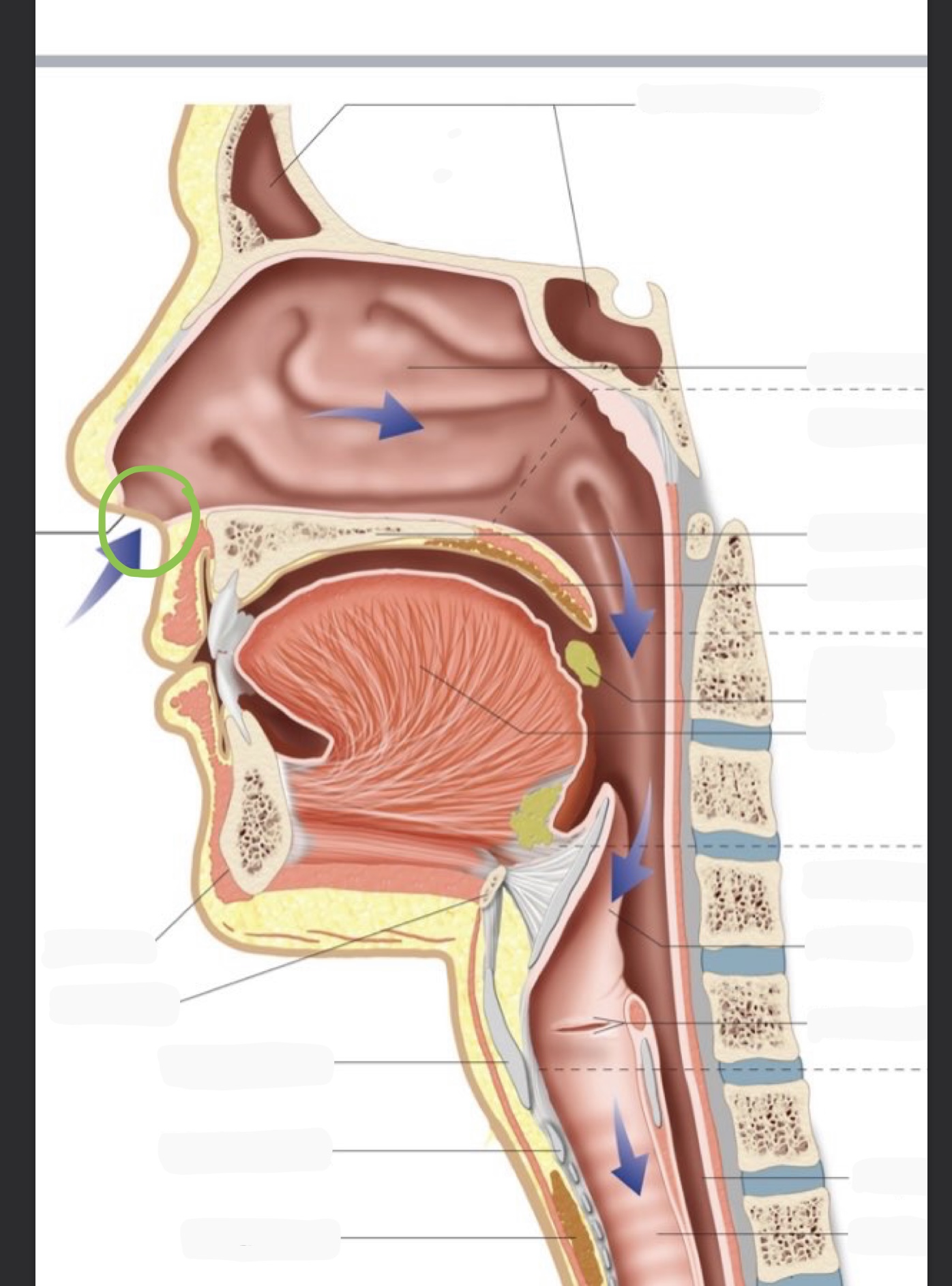 knowt flashcard image