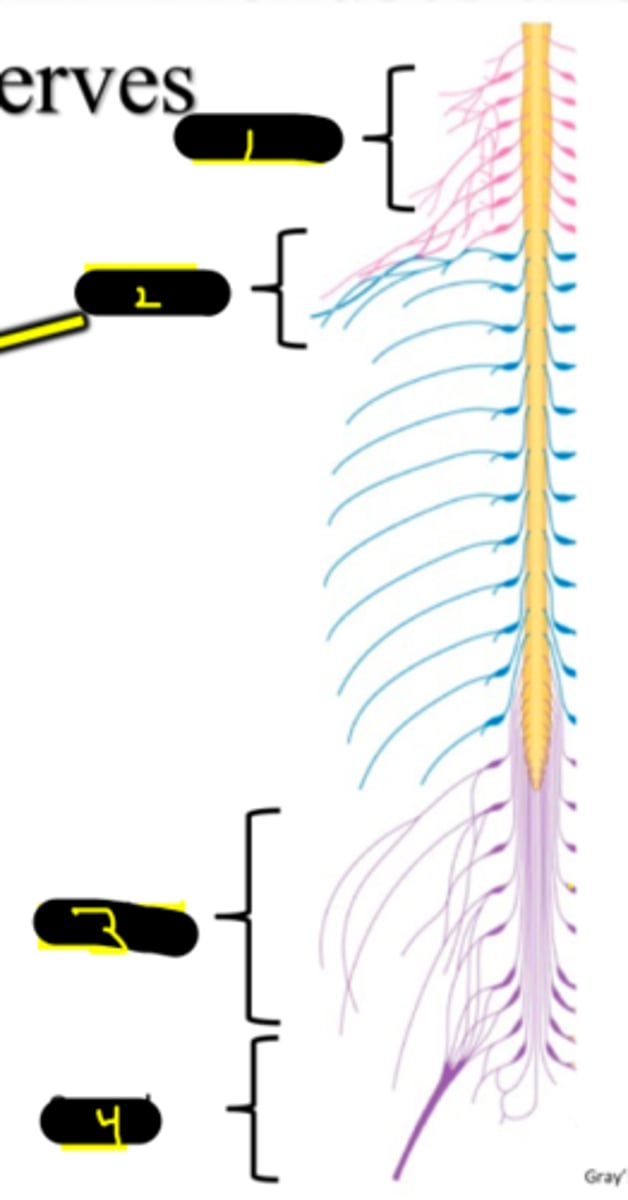 <p>What are the 4 Plexuses</p>