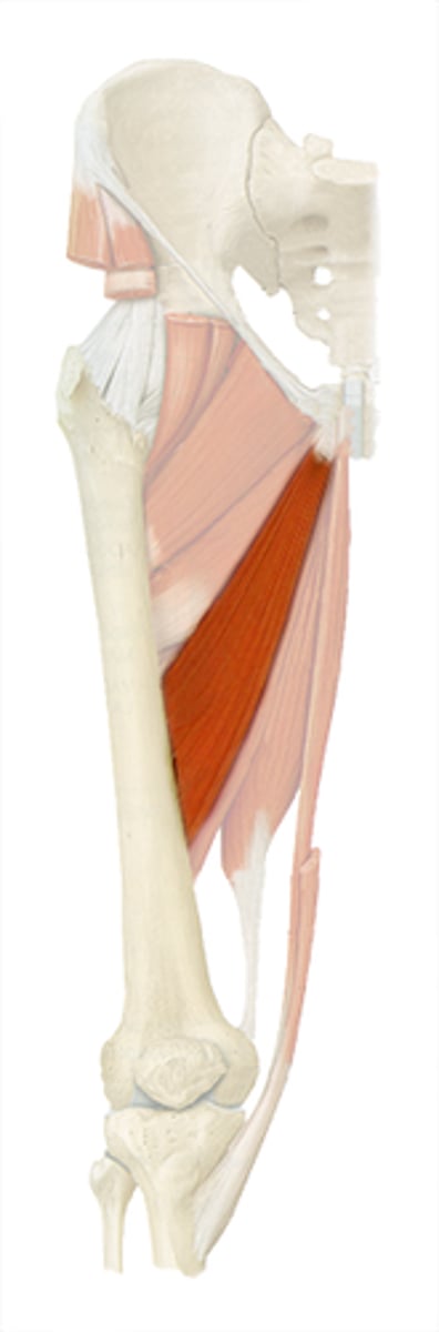 <p>adducts, flexes, and medially rotates thigh</p>