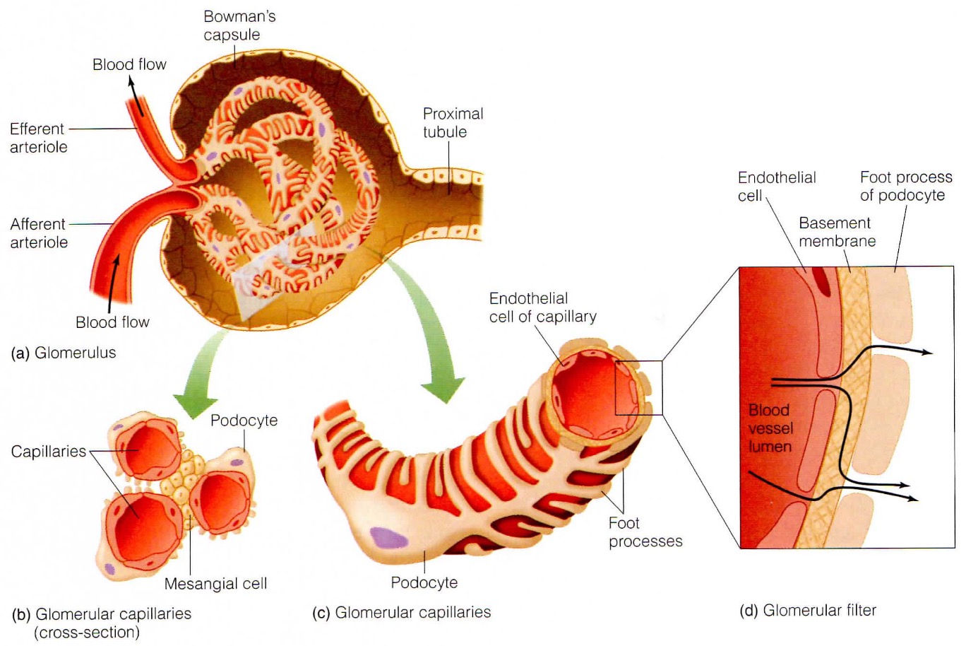 <p>blood flows in via afferent arteriole + leaves via efferent arteriole. Inside there is a capillary tuft (or glomerula tuft) = network of capillaries with thin cell walls.</p>