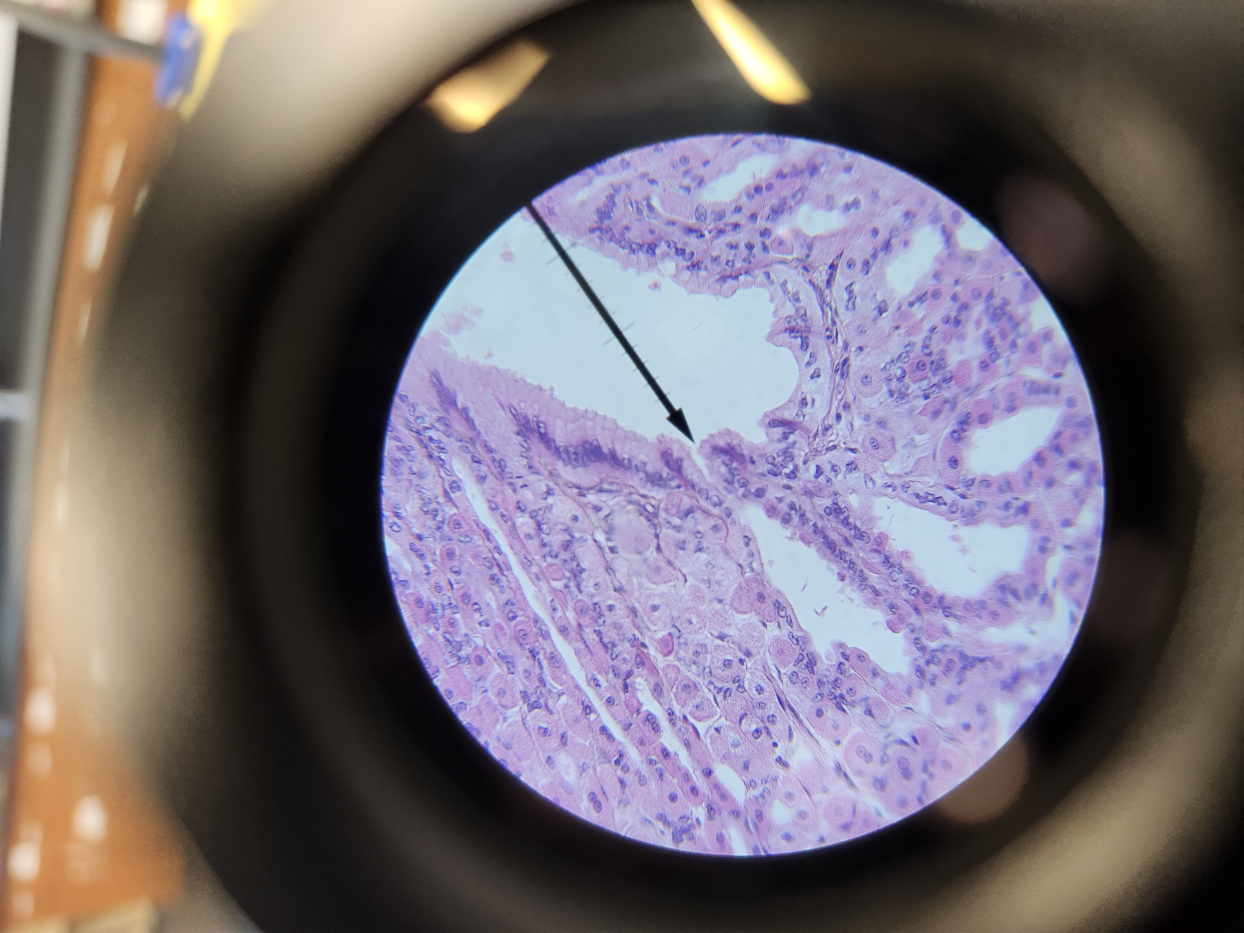 <p>[Histology] Function?</p>