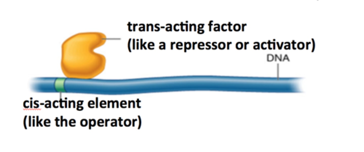 <p>DNA sequences that mark places on DNA involved in initiation and control of RNA synthesis</p>