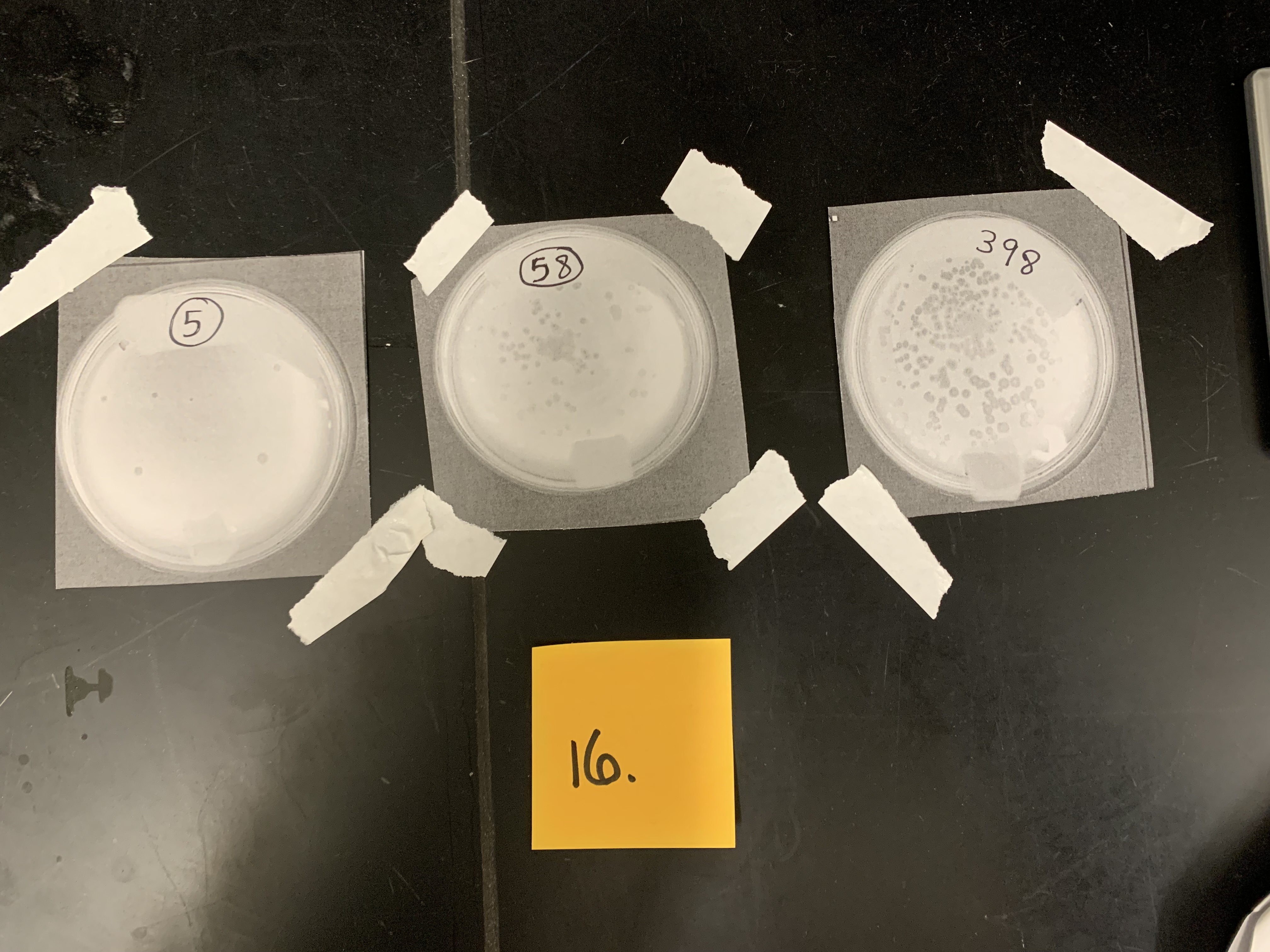 <p>Dilution factor is 10 to the -6 o.1ml of phage was used; what is the original concentration of the phage</p>