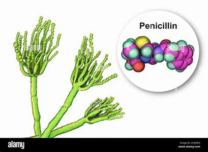 <p>Antibiotic produced by fungi in the genus Penicillium</p>