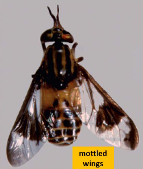 <p>What Brachycera fly is this? </p>