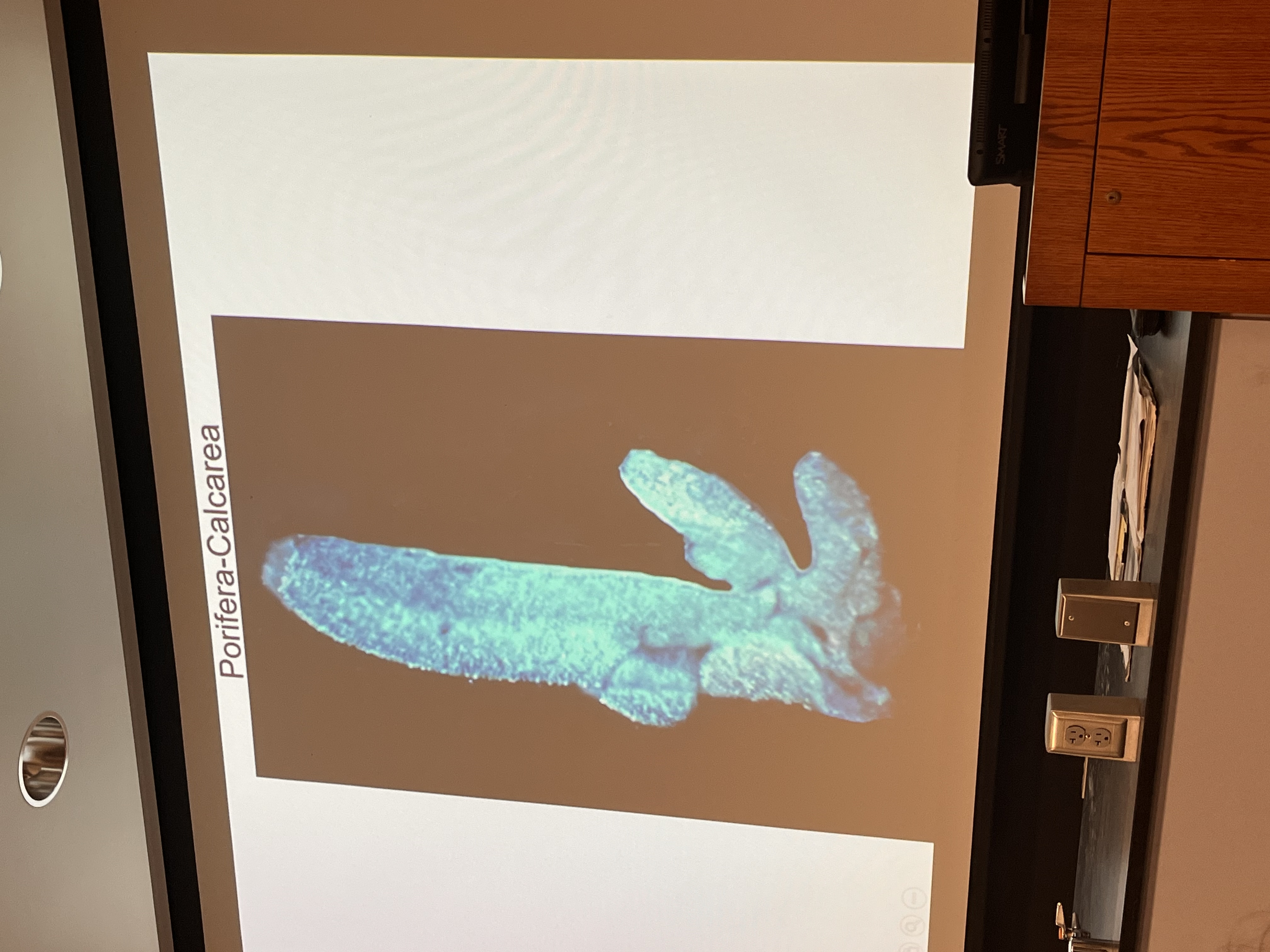 <p>Describe class calcarea (phylum porifera)</p>