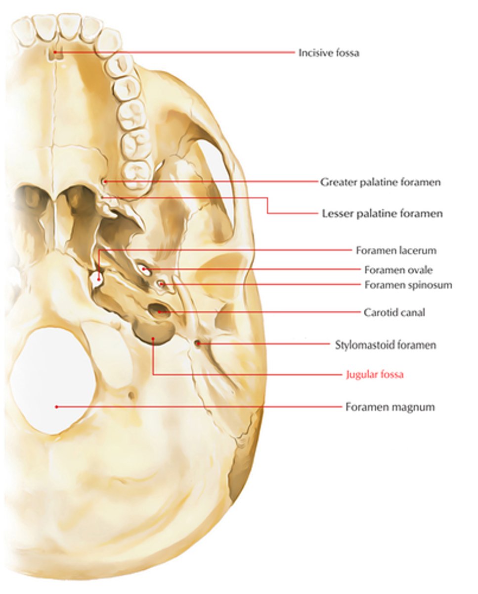 <p>deep depression that houses the bulb of the internal jugular vein</p>