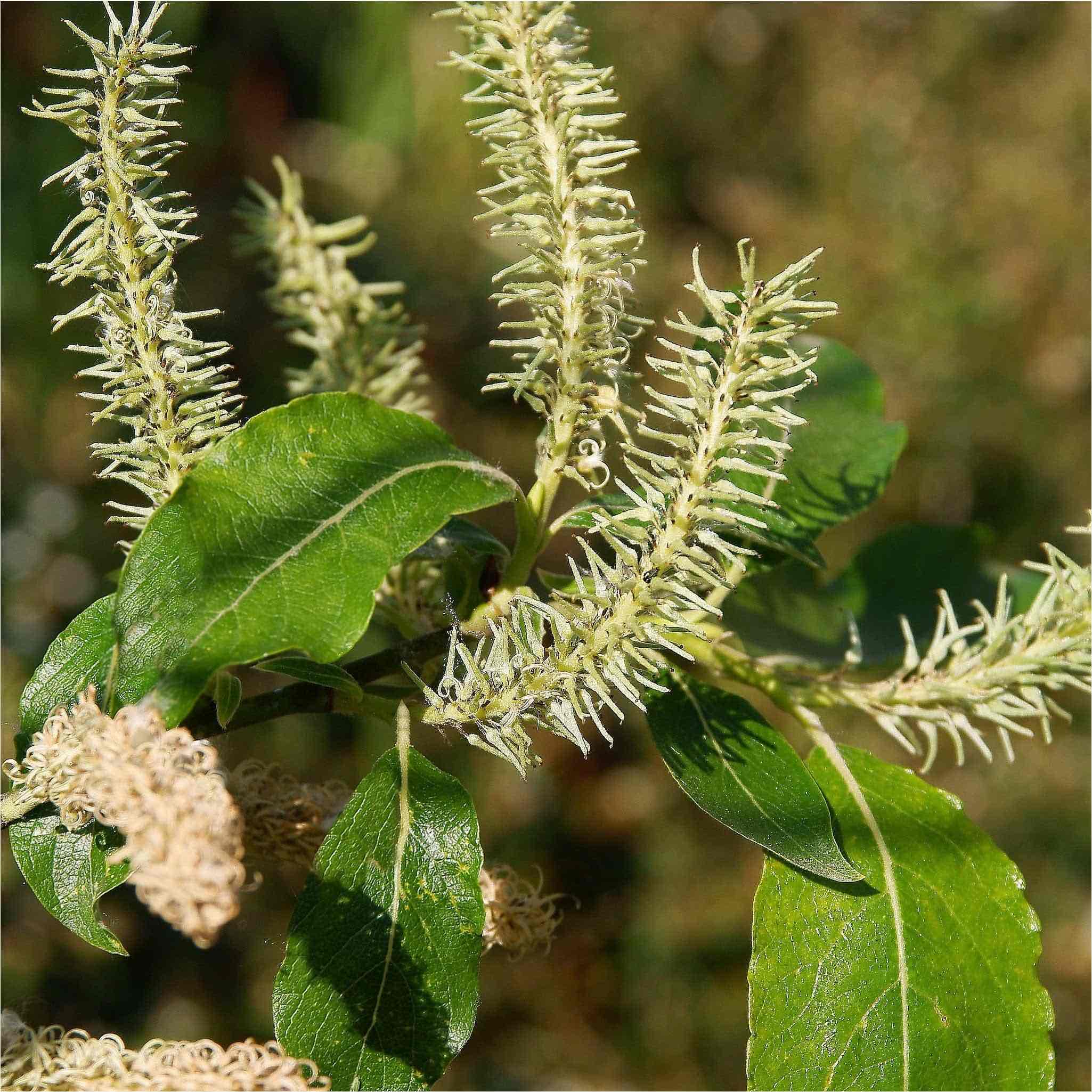 <p>Salix caprea </p>