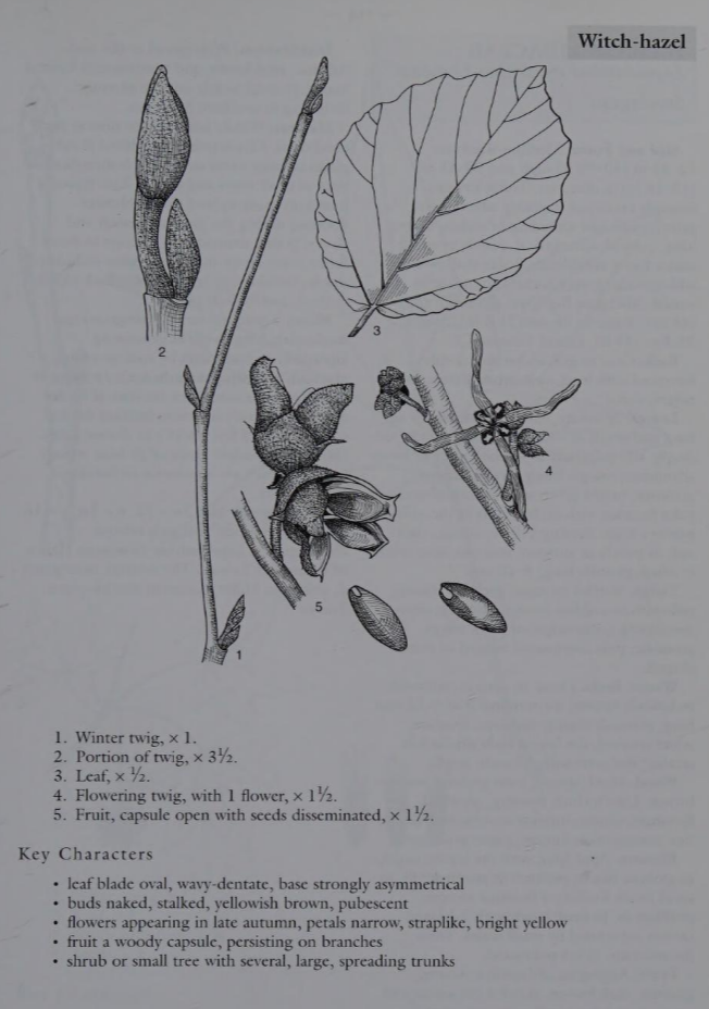 <p>Family: Hamamelidaceae</p><p>Physiognomy: Nt Tree</p><p>Common Name: Witch-Hazel</p><p>Leaf: alternate, simple, oval-obovate, glabrous</p>