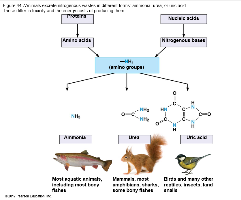 <p>What produces nitrogenous waste?</p>