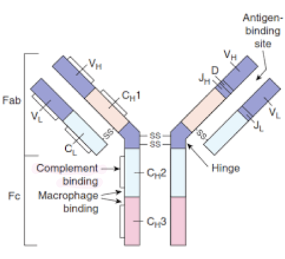 <ul><li><p><strong>Binds with Fc portion of IgG antibodies at the complement-binding site, <mark data-color="red" style="background-color: red; color: inherit;">preventing complement activation</mark></strong></p></li></ul><ul><li><p><strong><u>Decreases</u> C3b production, leading to impaired opsonisation and phagocytosis by MPs</strong></p></li></ul><img src="https://knowt-user-attachments.s3.amazonaws.com/b3a00e51-da19-40b5-b0d7-5d0807126042.png" data-width="50%" data-align="center"><p></p>