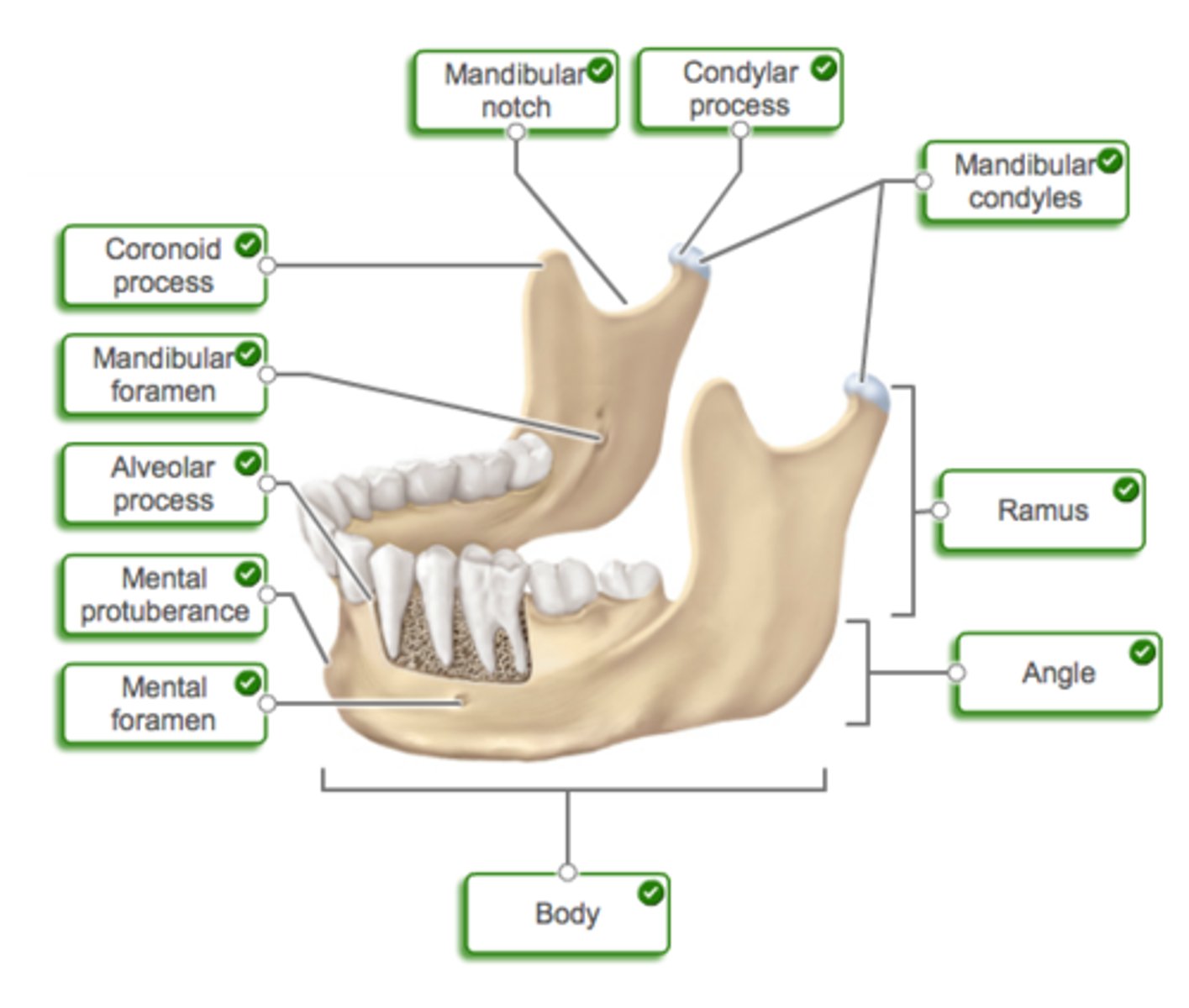 <p>Mandible</p><p>-Mandibular ramus</p><p>-Mandibular condyle</p><p>-Coronoid process</p><p>-Mental foramen</p><p>Maxillae</p><p>-Infraorbital foramen</p>